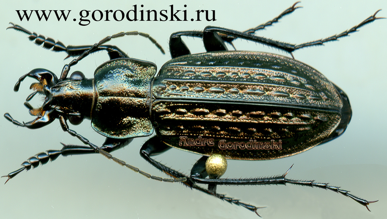 http://www.gorodinski.ru/carabus/Carabus menetriesi.jpg